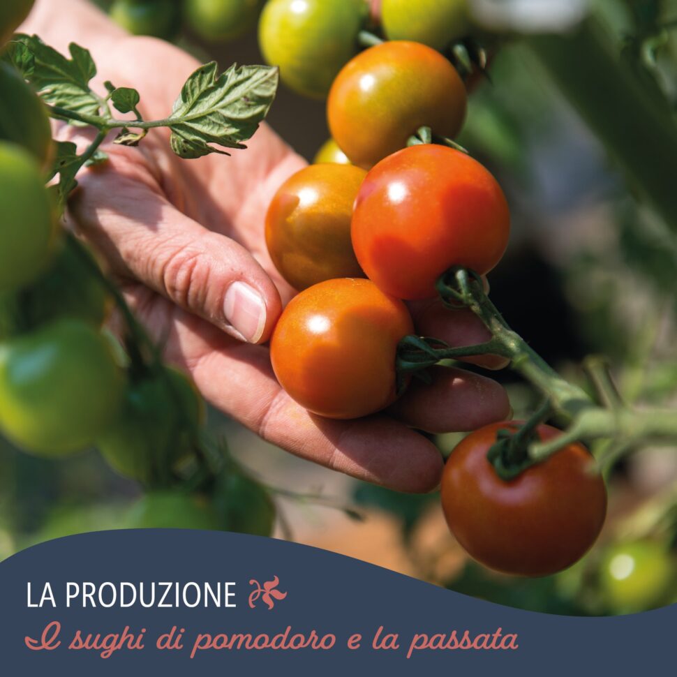 Cascina Macerina Agricoltura Biologica E Biodinamica Pomodori 1 - Vivioltrepò
