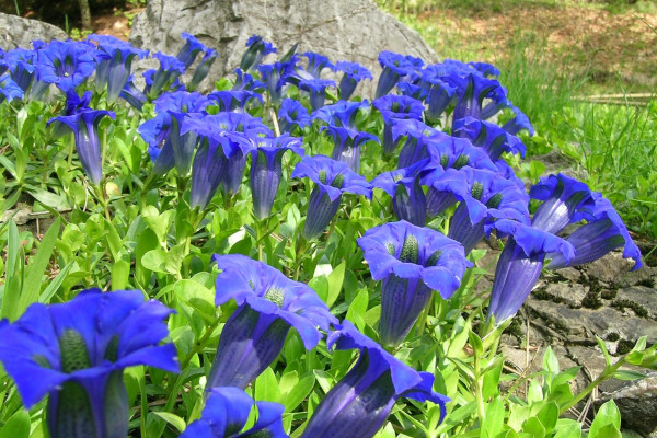 Genziana Giardino Botanico Alpino Di Pietra Corva - Vivioltrepò