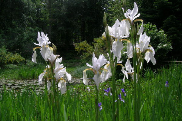 Giaggiolo Siberiano Giardino Botanico Alpino di Pietra Corva - ViviOltrepò