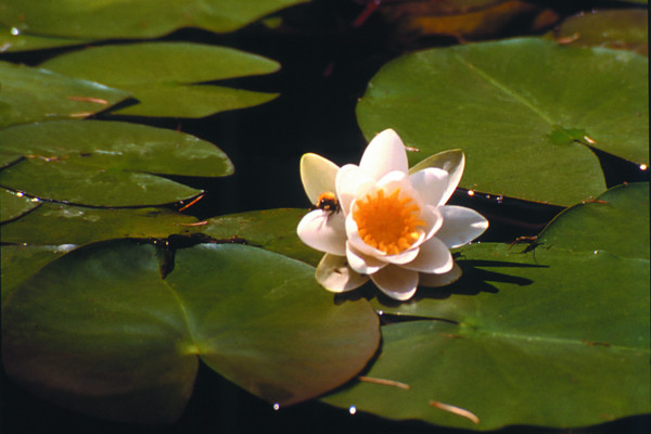 Ninfea Bianca Giardino Botanico Alpino di Pietra Corva - ViviOltrepò