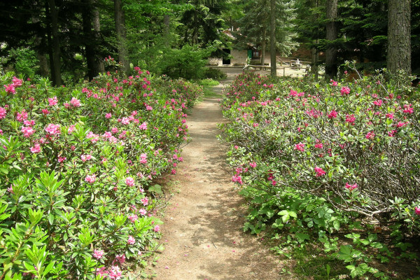 Rododendri-Rossi-Giardino-Botanico-Alpino-Di-Pietra-Corva