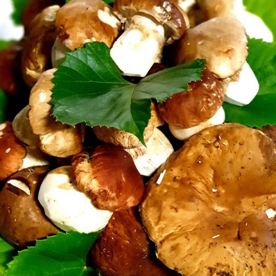 Funghi Porcini Cascina Casareggio - Vivioltrepò