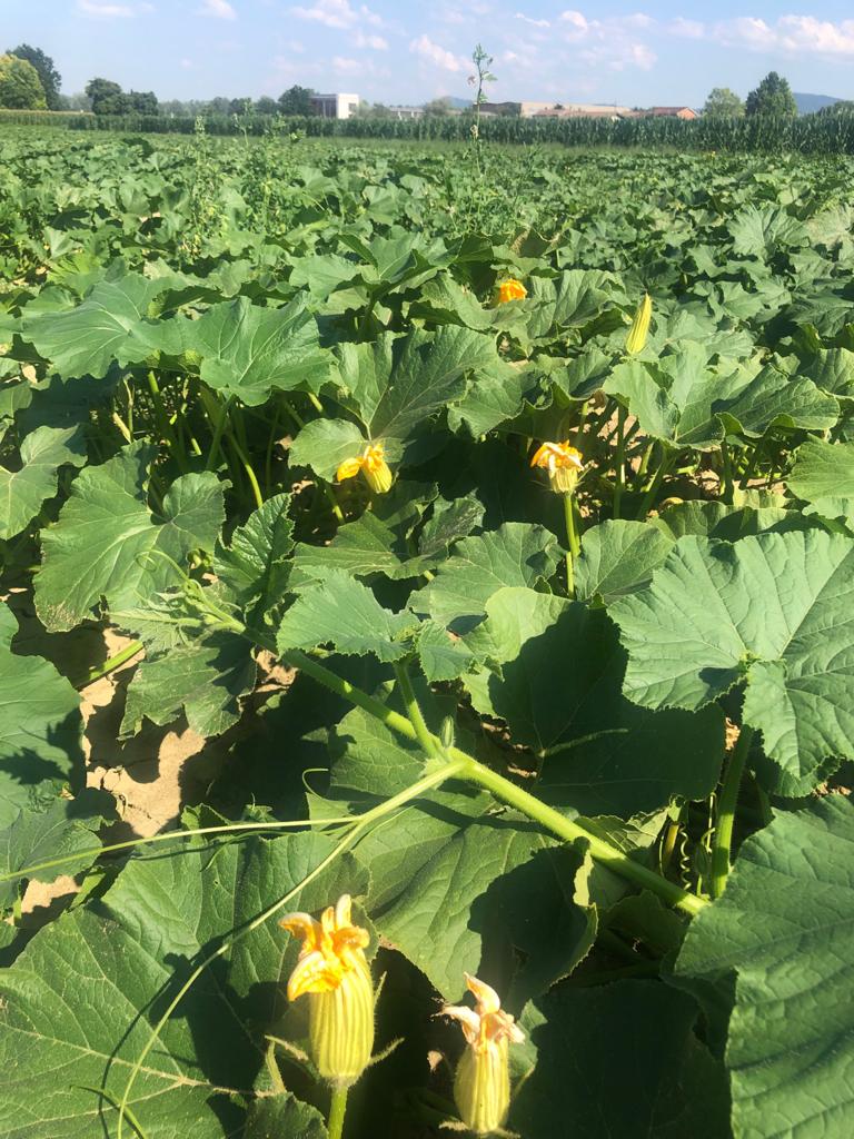 Zucca Berrettina - Azienda Agricola Lodigiani