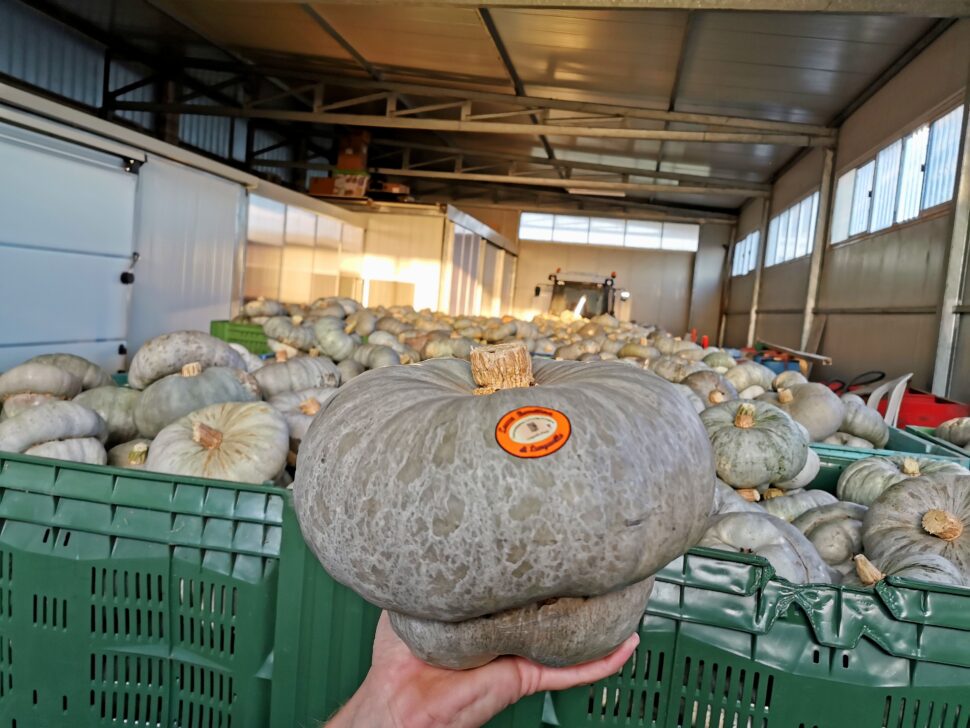 Zucca Berrettina - Azienda Agricola Lodigiani