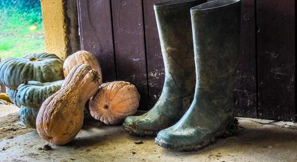 Zucca Azienda Agricola La Torrazzetta - Vivioltrepò