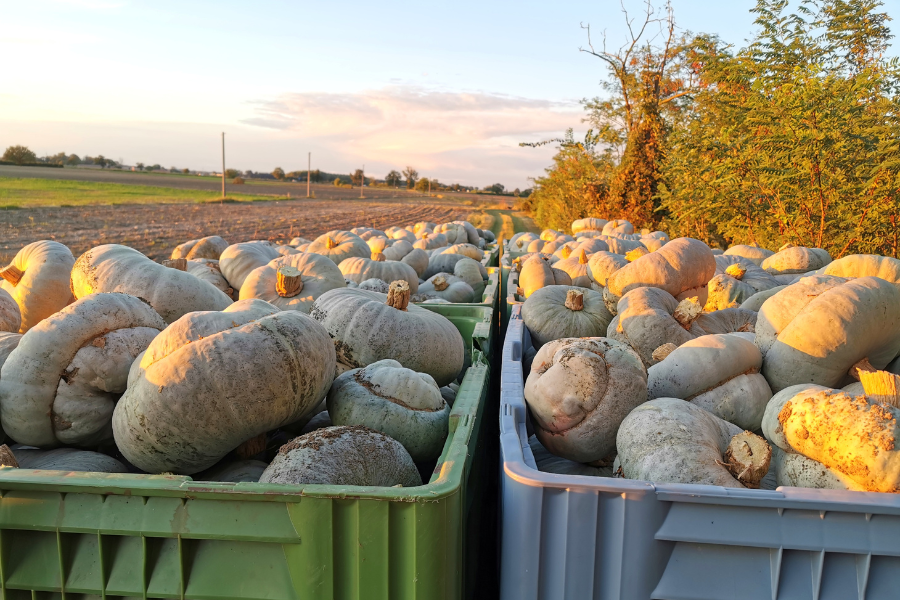 Zucca E Melone Alla Loro Stagione