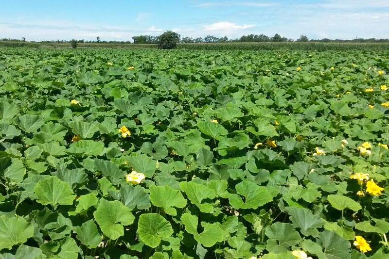 Zucca Berrettina Campo - Vivioltrepò