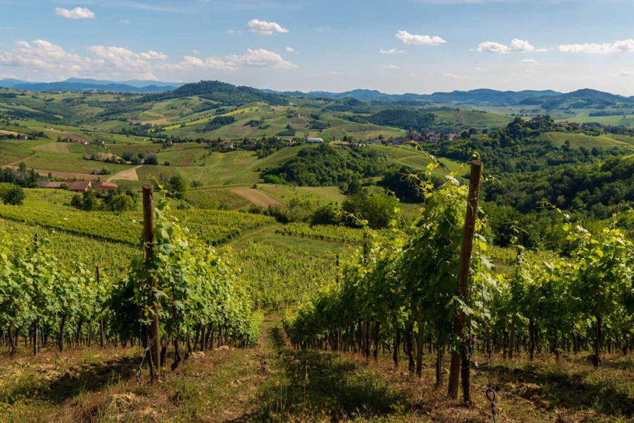 La ricchezza enologica dell’Oltrepò Pavese