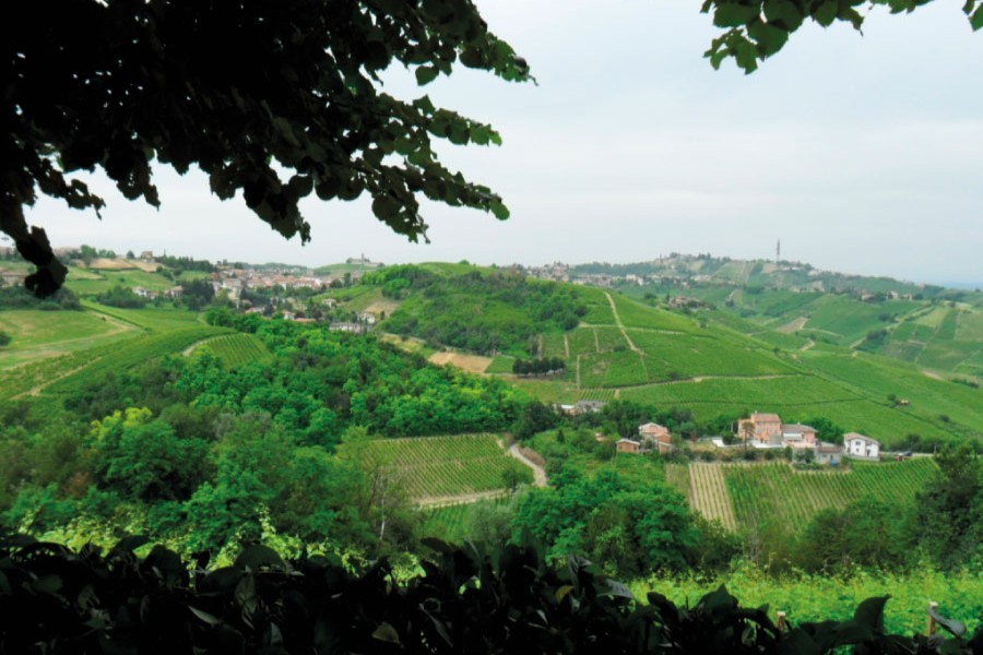 Vigne di vinicalvi.it