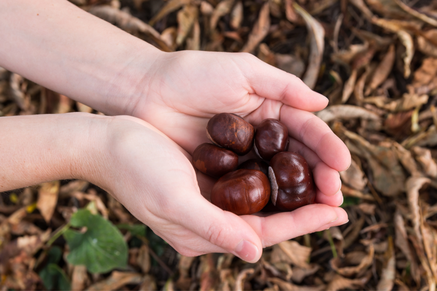Dove raccogliere castagne in oltrepò pavese