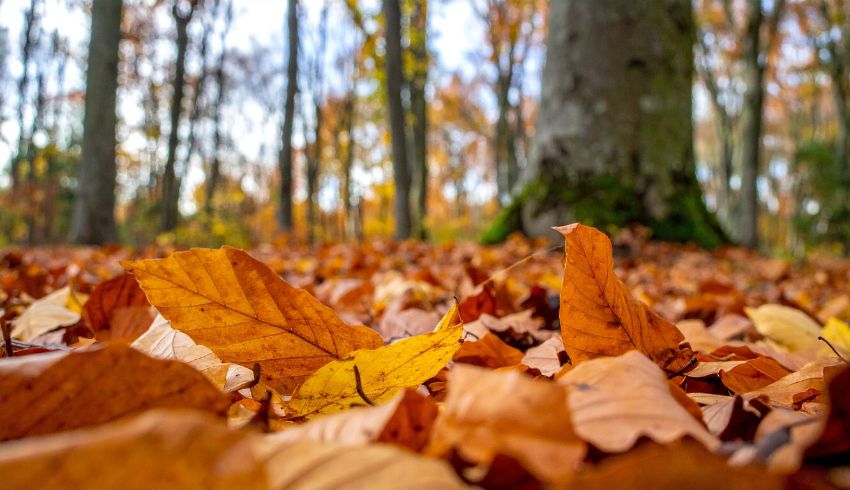 Foliage in Oltrepò Pavese