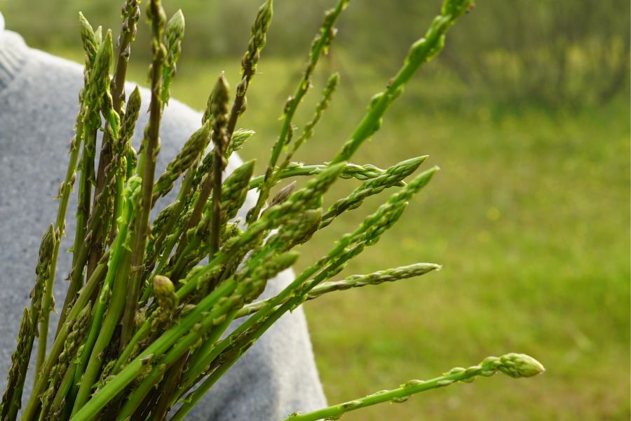Asparagi selvatici - Profumi oltrepò pavese