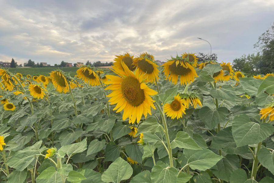 Campi di girasoli in oltrepo pavese