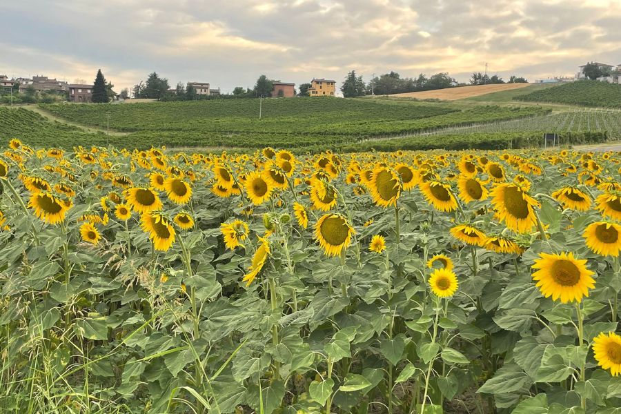 Girasoli in oltrepò Pavese